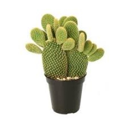 Bunny Ear Cactus (Opuntia Microdasys)